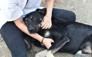 Liebevolles Zuhause für Bobit gesucht