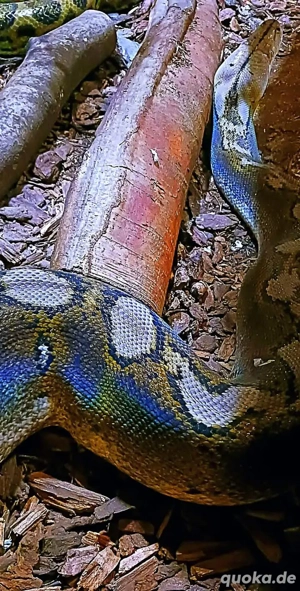 Netzpython (Nz'22   0.1)