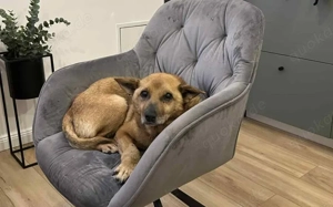 Altersruhesitz für Alexandru gesucht