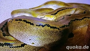 Netzpython ( Nz'22 0.1) 