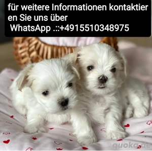 Mini Malteser welpen