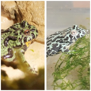 Unken Frösche Pärchen zu verkaufen 