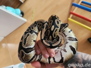 Tausch möglich 0.1 Königspython Classic Dh 50 % Pied  50 % Clown
