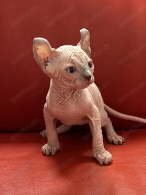 2 wundervolle Sphynx-Jungs