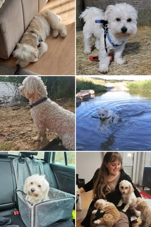 Malteser Deckrüde stellt sich der Damenwelt zur Verfügung  Bild 2