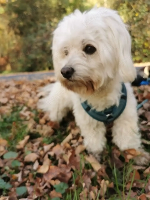 Malteser Deckrüde stellt sich der Damenwelt zur Verfügung 
