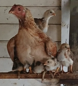 Bunte Importhühner aus Asien.