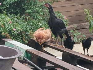 Bunte Importhühner aus Asien. Bild 6