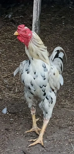 Bunte Importhühner aus Asien. Bild 7