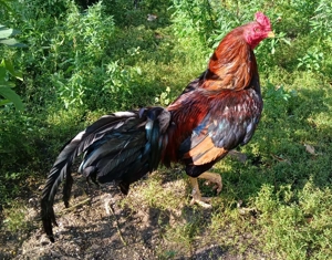 Bunte Importhühner aus Asien. Bild 8