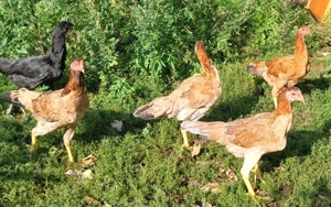 Bunte Importhühner aus Asien. Bild 9