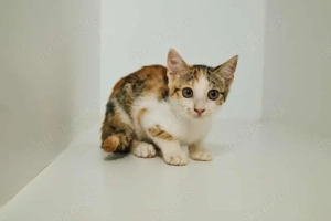 Happie, fröhliches Kätzchen, ca. 7 Monate *Tierschutz* *in 85591 Vaterstetten*