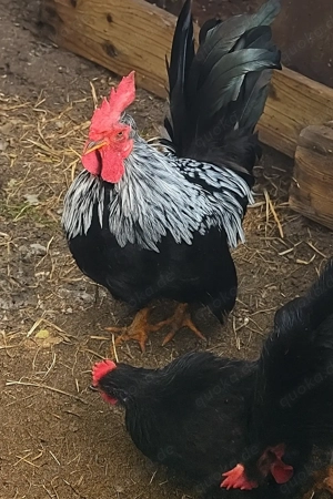 Chabo Hahn Jungtier sucht neues Zuhause!