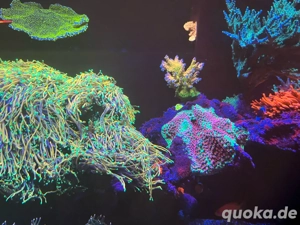 Euphyllia glabrescens oder andere Euphyllia Arten   Bild 6