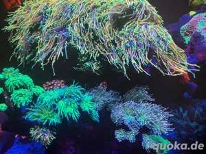 Euphyllia glabrescens oder andere Euphyllia Arten  