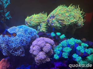 Euphyllia glabrescens oder andere Euphyllia Arten   Bild 5