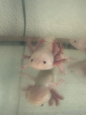 Axolotl Nachwuchs abzugebem