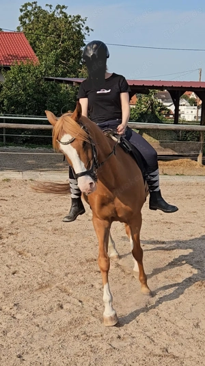 Reitbeteiligung zu vergeben