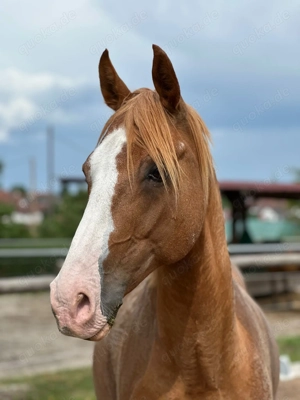 Reitbeteiligung zu vergeben Bild 3