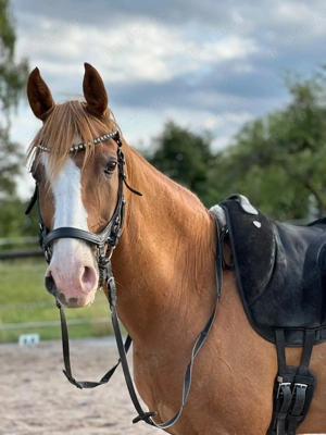 Reitbeteiligung zu vergeben Bild 2