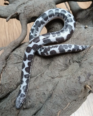 0.1 Sandboa Anery gongylophis colubrinus loveridgei 2024