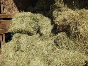 Wiesenheu kleine Hochdruckbunde 