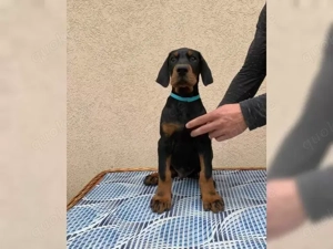 Dobermann welpen babys