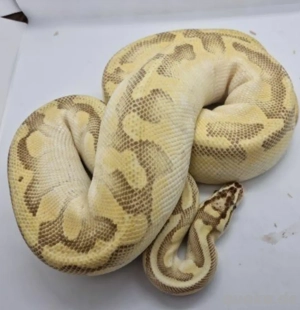 Königspython 0.1 Enchi Lesser Calico Pastel het Piebald NZ 2018