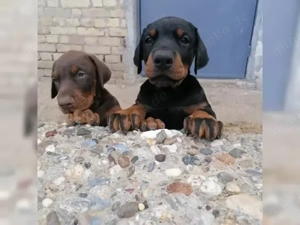 Super Süßse Dobermann Welpen!!