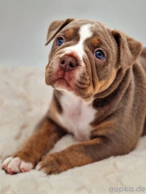 OEB, Old English Bulldog Welpen 