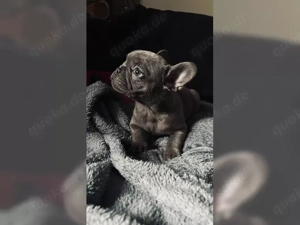Süsse Französisch Bulldogge Welpen!!