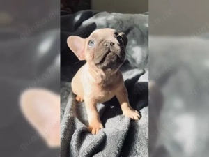 Französische Bulldogge Welpen mit Ahnentafel