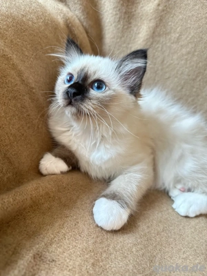 Reinrassiges Heilige Birma Kitten weiblich