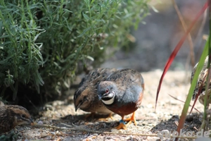 Zwergwachtel Naturbrut