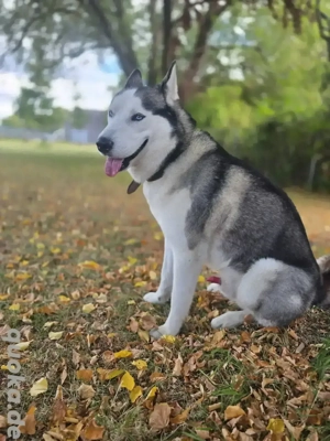 siberian Husky Deckrüde ( kein Verkauf)