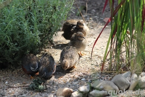 Zwergwachtel Naturbrut Bild 5