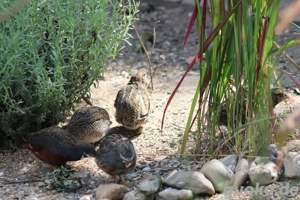 Zwergwachtel Naturbrut Bild 4