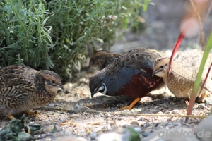 Zwergwachtel Naturbrut Bild 3