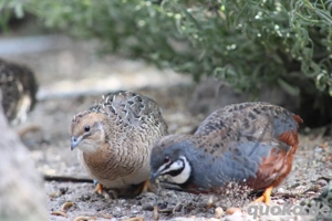 Zwergwachtel Naturbrut Bild 2