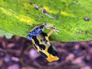 Pfeilgiftfrösche Dendrobates Tinctorius  Regina 