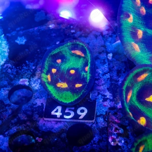 Korallen Ableger LPS, SPS, Zoanthus & Weichkorallen