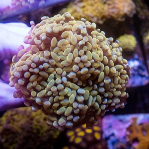 XXL Korallen günstig abzugeben