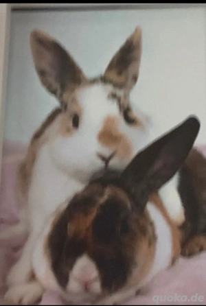 2 süsse kaninchen dringend 