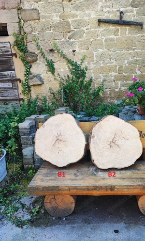 Baumscheibe Buche, Eiche oder Kirsche