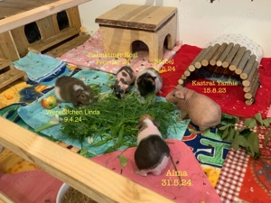 Meerschweinchen Familie