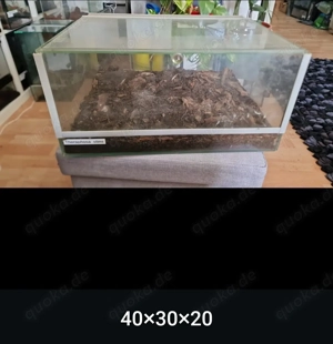 Verschiedene Terrarien zur Abgabe 