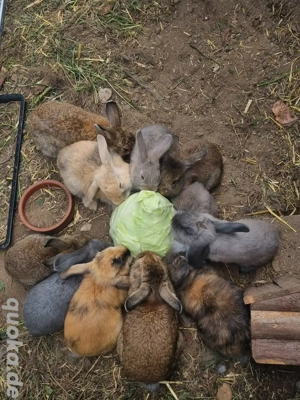 Kanninchen zu Verkaufen