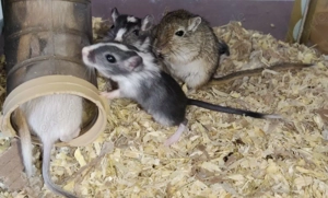 Junge zahme Rennmäuse, verschiedene Farben