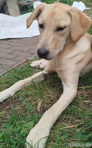 Labrador Retriever Mix
