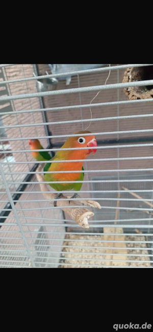 geschwister vögel zu verkaufen 